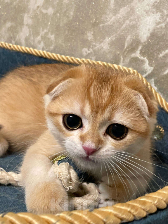 Кошки в Москве: Ирвин Мальчик, 40 000 руб. - фото 2