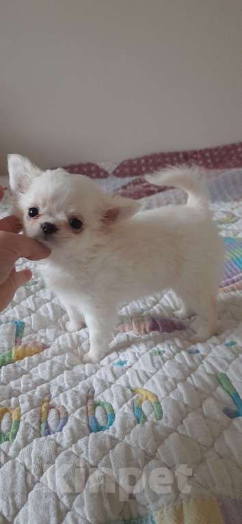 Собаки в Москве: девочка светлого окраса Девочка, 1 руб. - фото 2