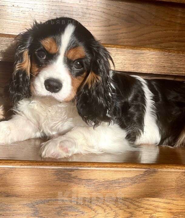 Собаки в Москве: Милые девочки кавалер Кинг Чарльз спаниель Девочка, 95 000 руб. - фото 3