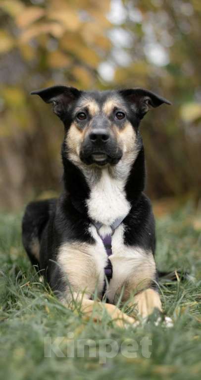 Собаки в Москве: Лира, маленькая красотка.  Девочка, Бесплатно - фото 4