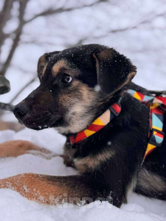 Собаки в Уфе: Щенок Девочка, 300 руб. - фото 4