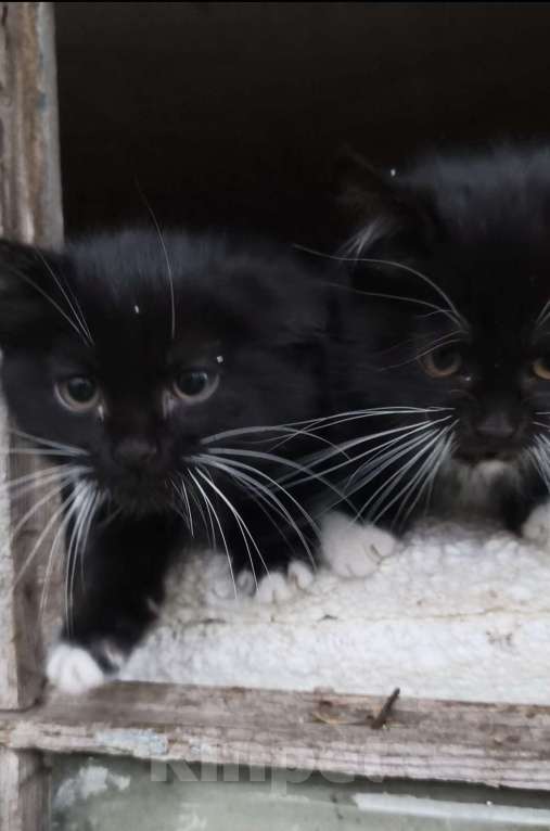 Кошки в Туле: Котёнок Мальчик, Бесплатно - фото 5