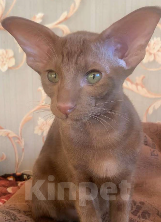 Кошки в Москве: Ориентальный котенок Девочка, Бесплатно - фото 2