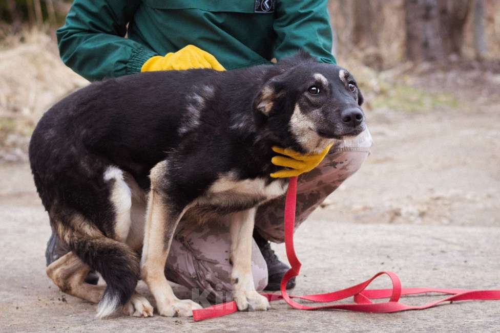 Собаки в Москве: Собака-инвалид ищет заботливые руки Девочка, Бесплатно - фото 6