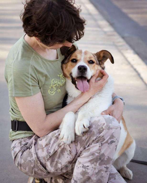 Собаки в Москве: Бомбей Мальчик, Бесплатно - фото 3