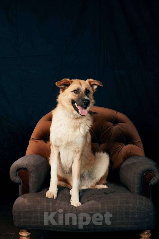 Собаки в Москве: Расти Мальчик, Бесплатно - фото 3