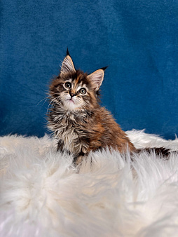 Котенок мейн-кун, девочка