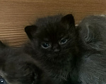 Кошки в других городах Ростовской области: Продаются  котята 😺 Разнополые, 1 000 руб. - фото 3