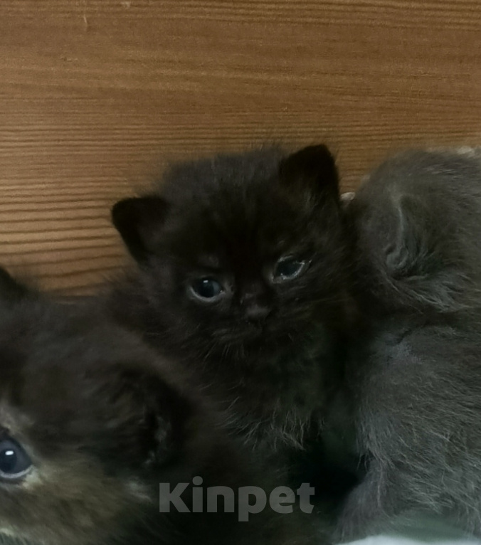 Кошки в других городах Ростовской области: Продаются  котята 😺 Разнополые, 1 000 руб. - фото 3