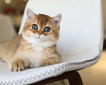 Кошки в Владивостоке: Британский котенок Мальчик, 80 000 руб. - фото 5