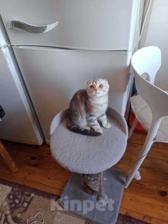 Кошки в Москве: Шотландский котик Мальчик, 35 000 руб. - фото 4