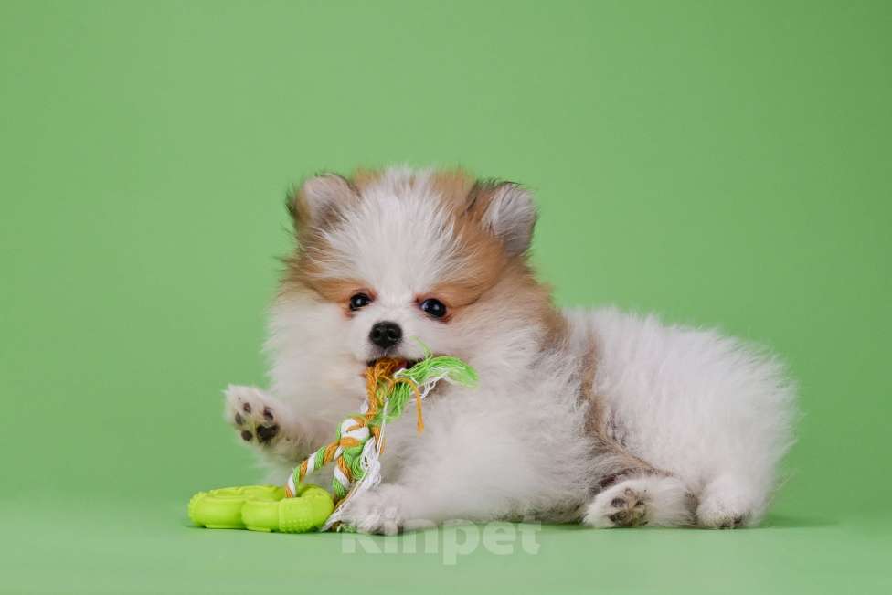 Собаки в Ростове-на-Дону: Продается мальчик померанского щпица от высокопородных родителей. Мальчик, 35 000 руб. - фото 9