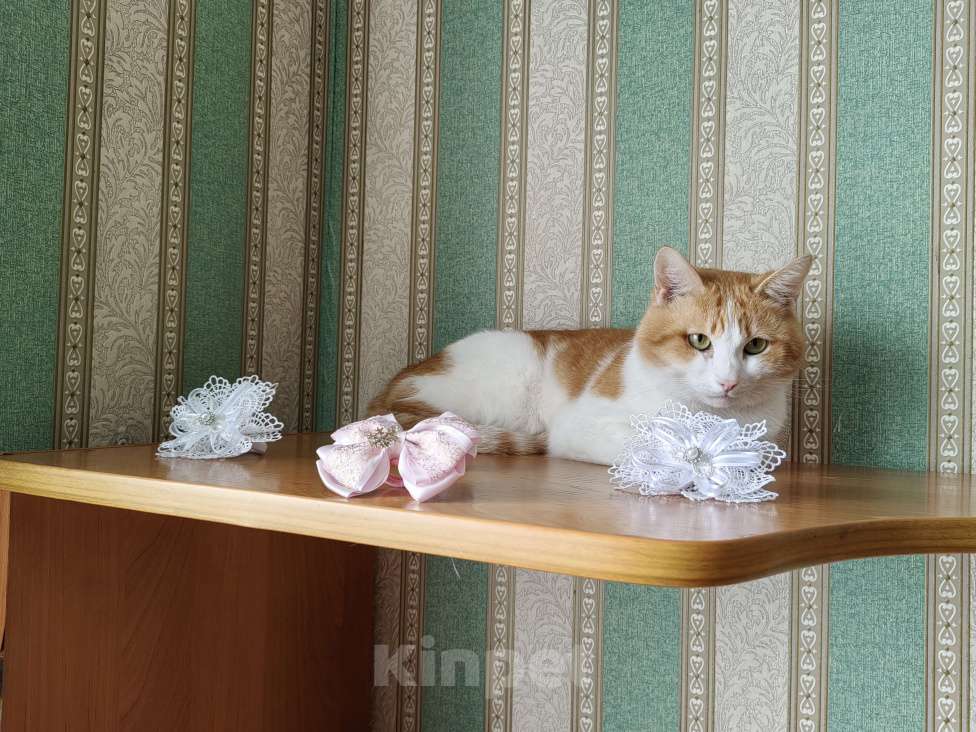 Кошки в Кемерово: Бантик Мальчик, Бесплатно - фото 4