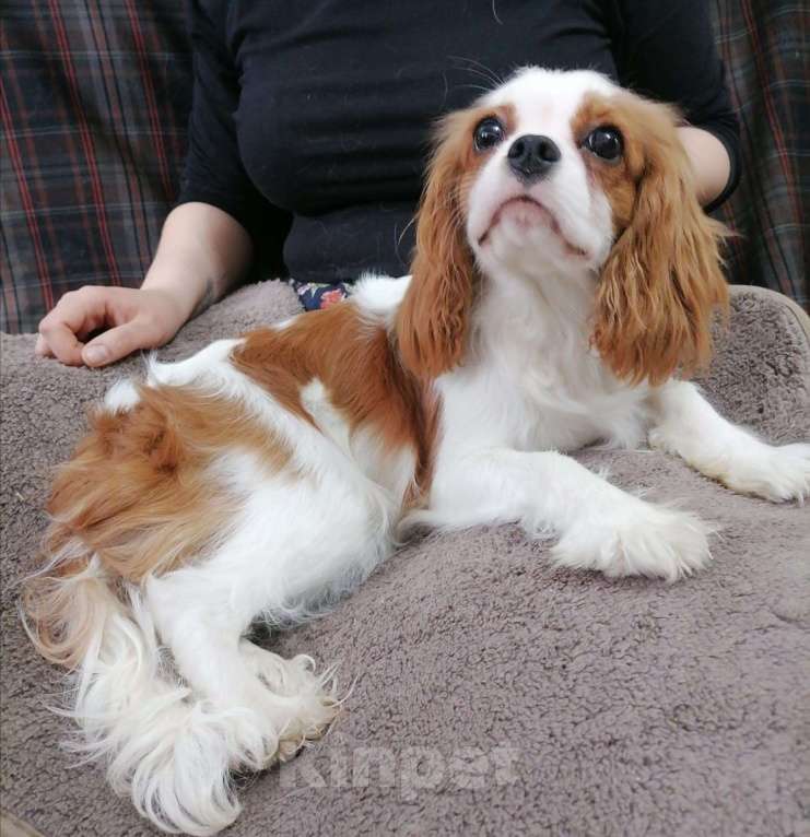 Собаки в Москве: Кавалер кинг Чарльз спаниель 7,5 мес Дев Девочка, 80 000 руб. - фото 3