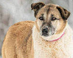 Собаки в других городах Московской области: Почти половину жизни в ожидании своей семьи Девочка, Бесплатно - фото 1
