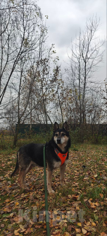 Собаки в Москве: Добряк -дружище Мальчик, Бесплатно - фото 6