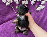 Собаки в Москве: Чёрный йорк мальчик без перецвета Мальчик, 50 000 руб. - фото 6