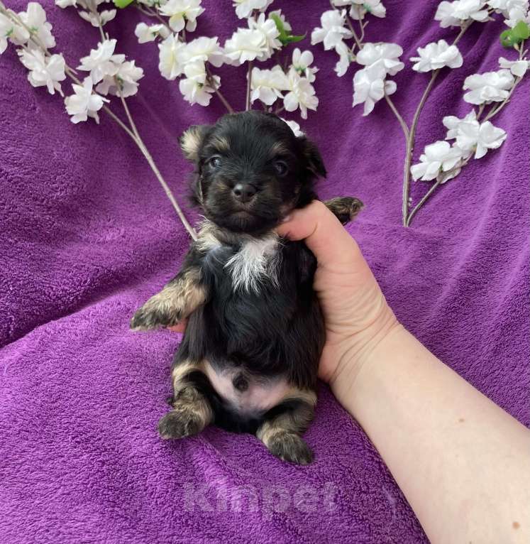Собаки в Москве: Чёрный йорк мальчик без перецвета Мальчик, 50 000 руб. - фото 6