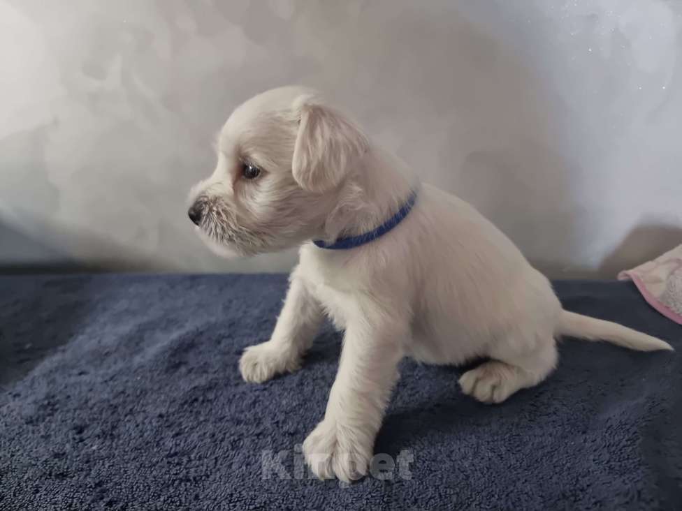 Собаки в Оренбурге: Щенки цвергшнауцера от титулованных родителей  Мальчик, Бесплатно - фото 2