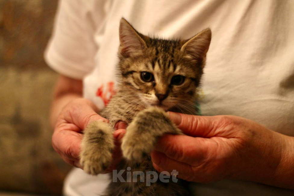 Кошки в Москве: Котенок Нэш ищет дом Мальчик, Бесплатно - фото 4