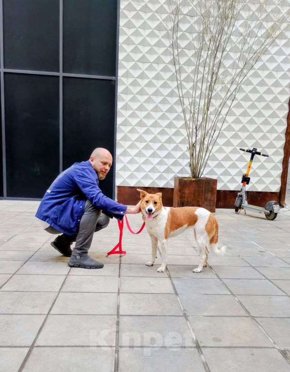 Собаки в Балашихе: Мэгги — харизматичная и умная собачка! Девочка, Бесплатно - фото 2