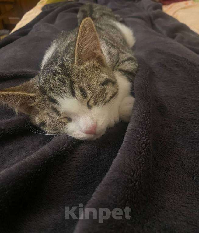 Кошки в Москве: Кошечка Луна Девочка, Бесплатно - фото 1