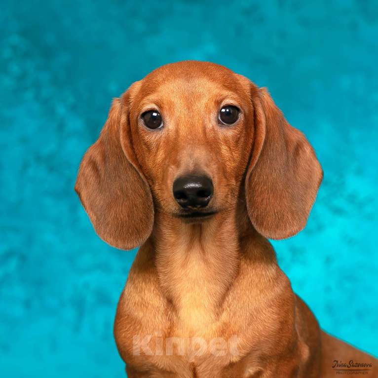 Собаки в Королеве: Такса взрослый пес Мальчик, 30 000 руб. - фото 10