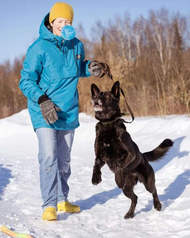 Собаки в Москве: Рада ищет свой дом Девочка, Бесплатно - фото 7