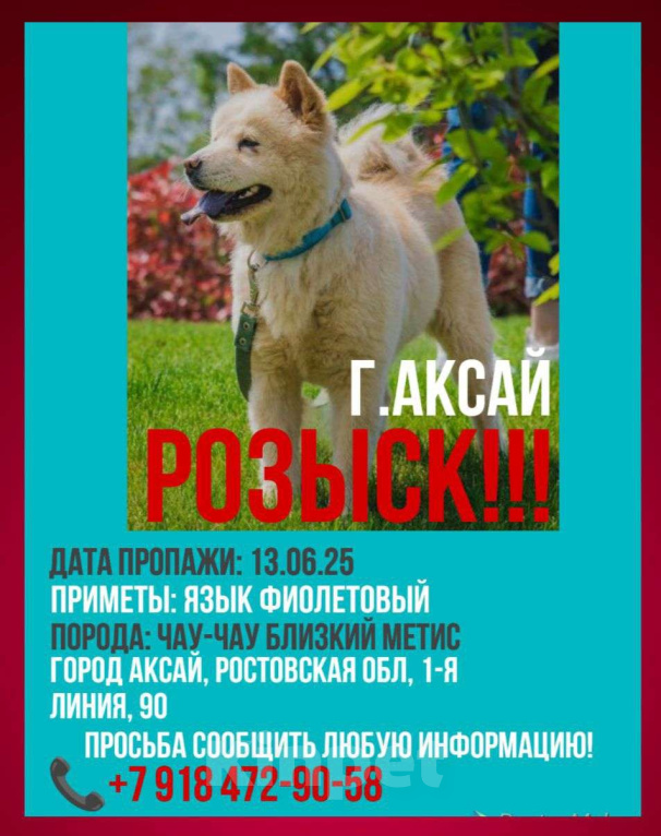 Собаки в Аксае: Волонтерская собака Мишель Чау-чау Девочка, 20 000 руб. - фото 3