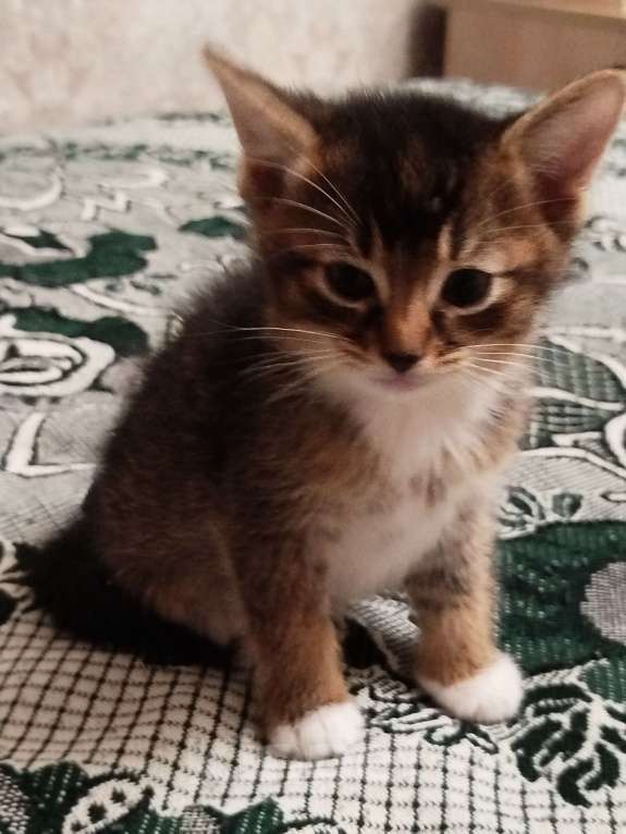 Кошки в Обнинске: Кошечка Девочка, Бесплатно - фото 4