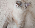 Кошки в Санкт-Петербурге: Невский маскарадный котенок Мальчик, 45 000 руб. - фото 8