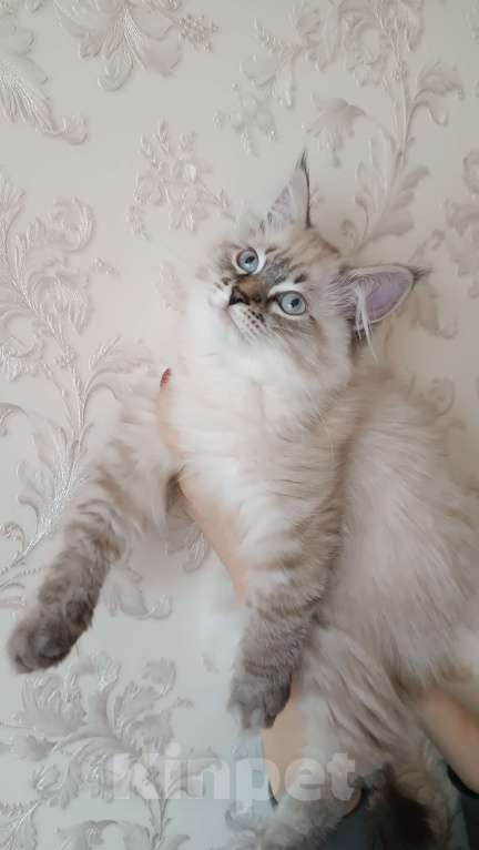 Кошки в Санкт-Петербурге: Невский маскарадный котенок Мальчик, 45 000 руб. - фото 8