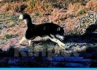 Собаки в Иваново: Вязка хаски, шикарные мальчики , также есть щенки Мальчик, 123 руб. - фото 1