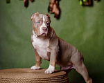 Собаки в Пикалево: Американский булли щенок Мальчик, 120 000 руб. - фото 1