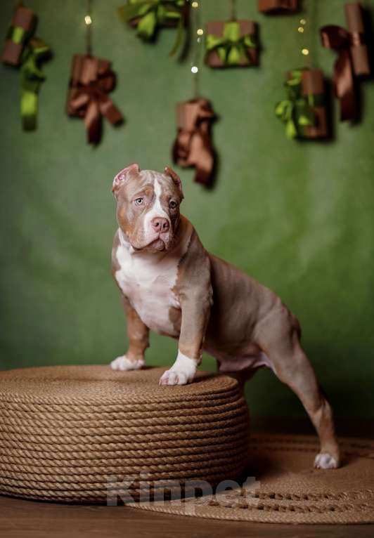Собаки в Пикалево: Американский булли щенок Мальчик, 120 000 руб. - фото 1