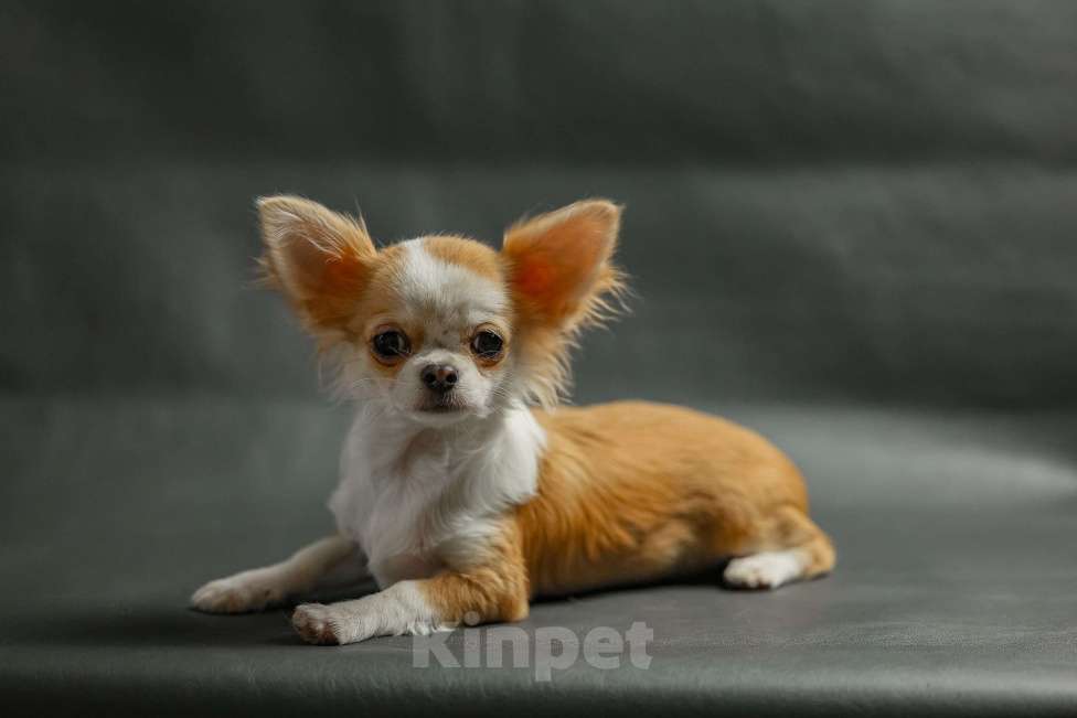 Собаки в Новосибирске: Щенок Чихуахуа  Девочка, 75 000 руб. - фото 4