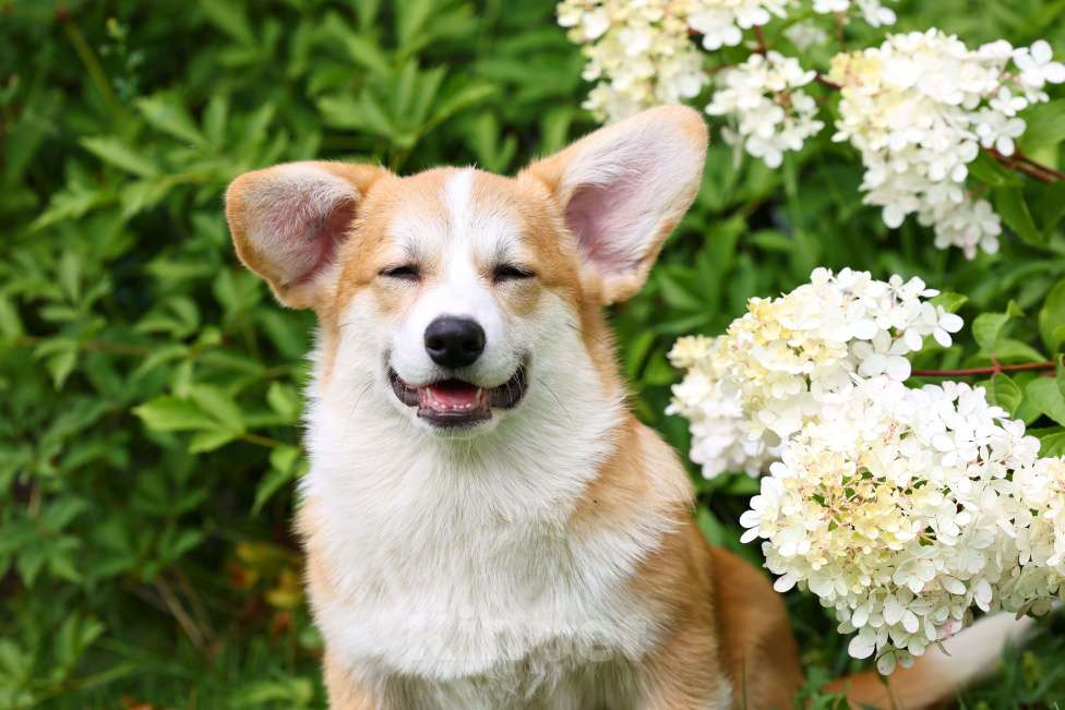 Собаки в Новосибирске: Щенок Вельш корги пемброк Девочка, 70 000 руб. - фото 3