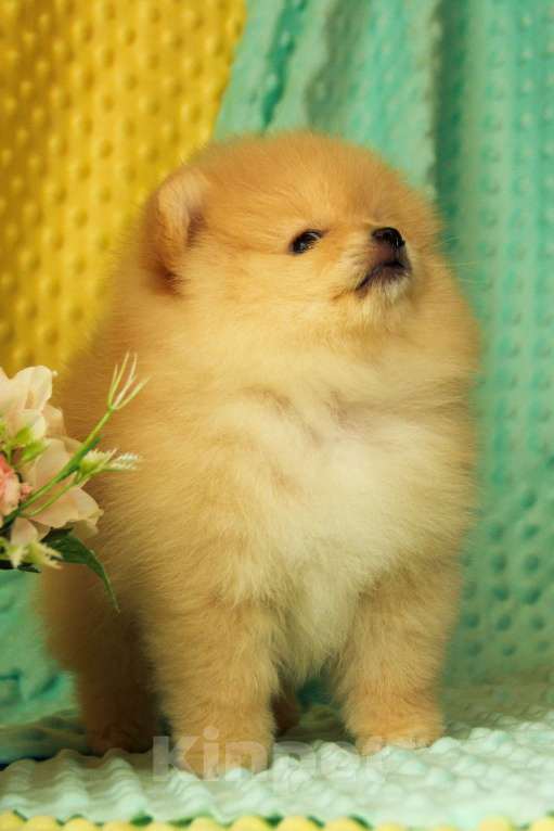 Собаки в Москве: Померанский шпиц Девочка, 70 000 руб. - фото 2