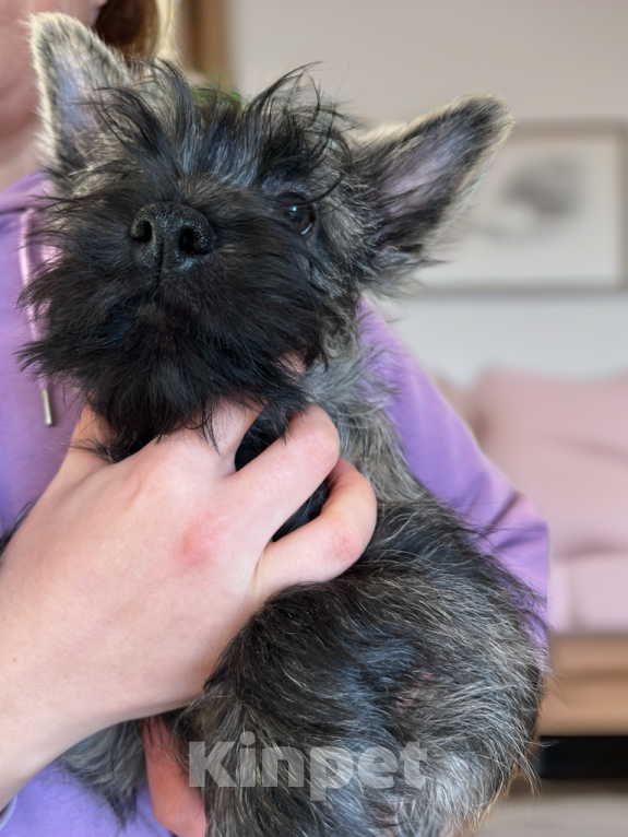 Собаки в Нижнем Новгороде: Керн-терьер Изилион Мальчик, 90 000 руб. - фото 8