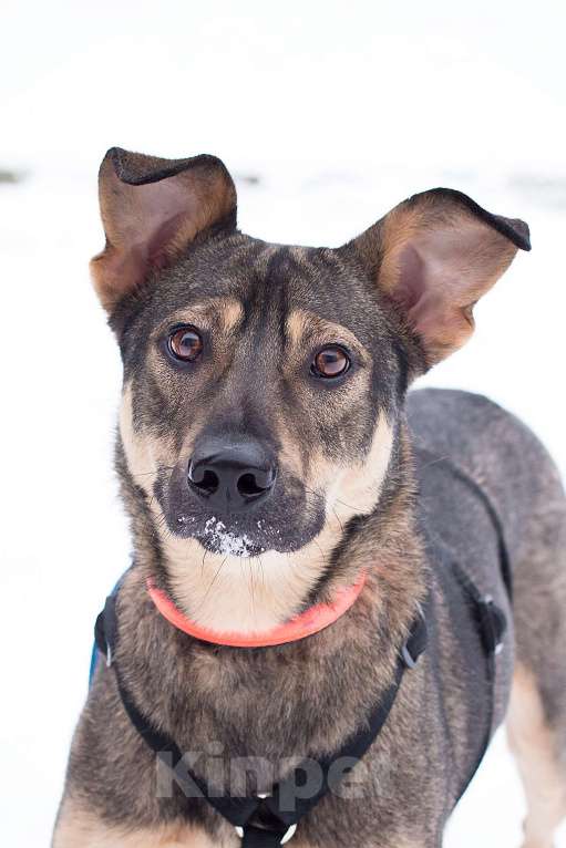 Собаки в Москве: Собака без своей Вселенной Девочка, Бесплатно - фото 1