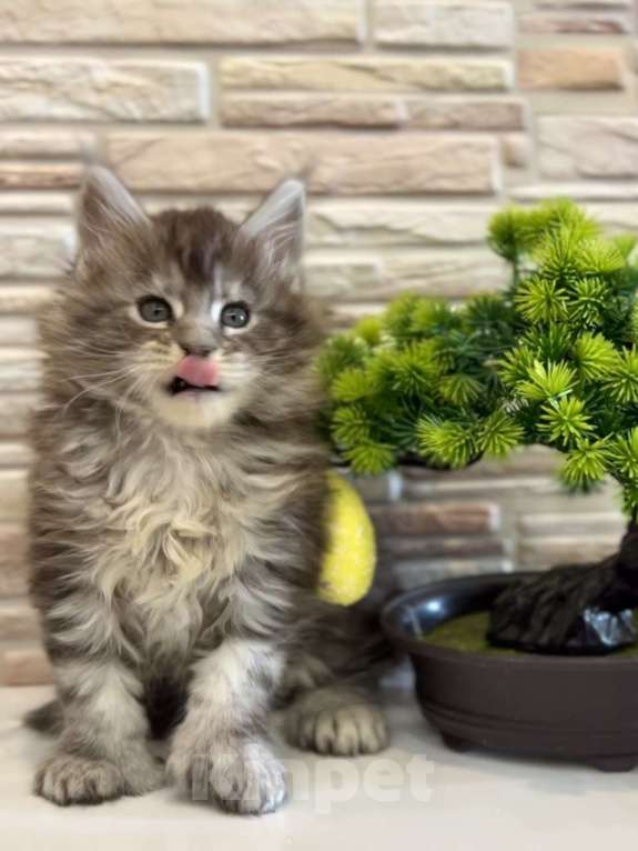 Кошки в Люберцах: Кошечка поли Юрга Девочка, 40 000 руб. - фото 3