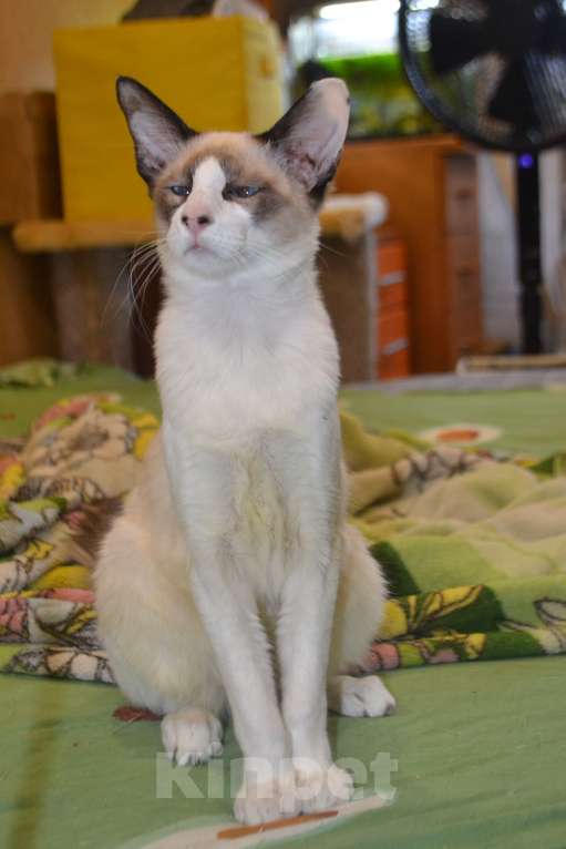 Кошки в Екатеринбурге: Балинезийский котик Мальчик, Бесплатно - фото 3