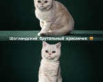 Кошки в Екатеринбурге: Шотландский брутальный красавчик Мальчик, 50 000 руб. - фото 1