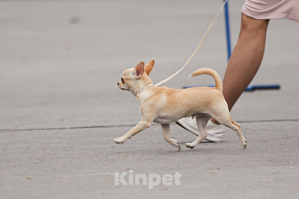 Собаки в Москве: Чихуа кобель короткошерстный  Мальчик, 90 000 руб. - фото 5