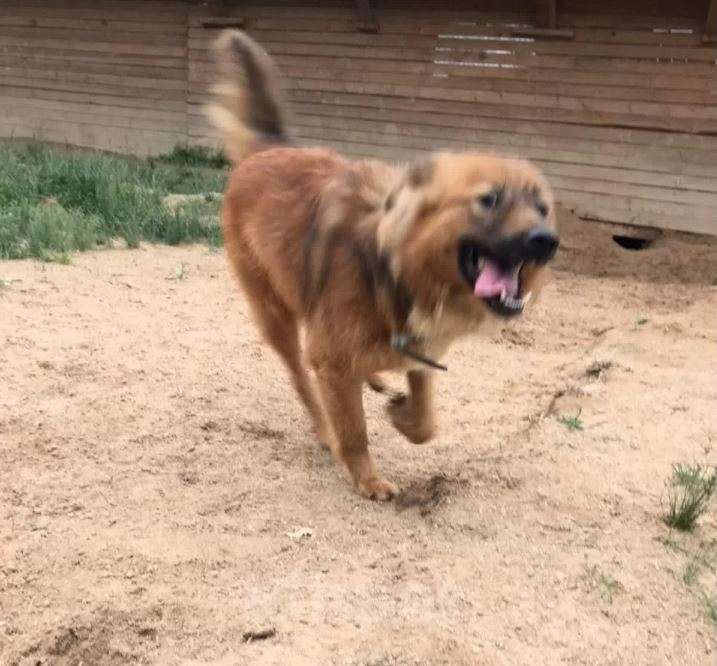 Собаки в Москве: Пыжик Мальчик, Бесплатно - фото 2