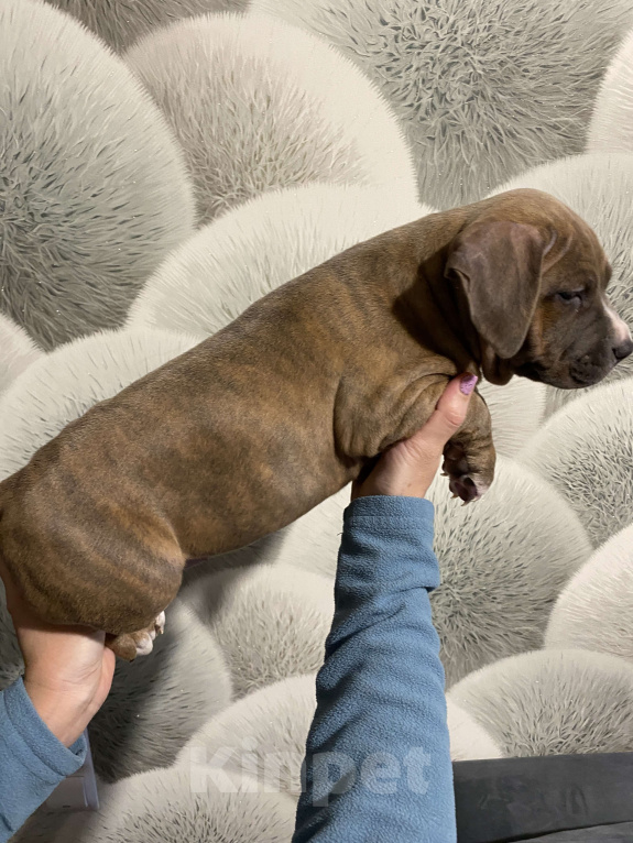 Собаки в Москве: Щенок амстаффа тигровоголубого окраса Девочка, 80 000 руб. - фото 4