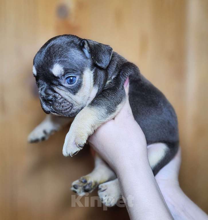 Собаки в Самаре: Какао подпалый мальчик Мальчик, 60 000 руб. - фото 3