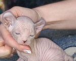 Кошки в Минеральном Воде: Мальчики эльфы канадские сфинксы Мальчик, 25 000 руб. - фото 6