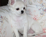 Собаки в Санкт-Петербурге: Очень красивая, породная девочка  Девочка, 120 000 руб. - фото 1