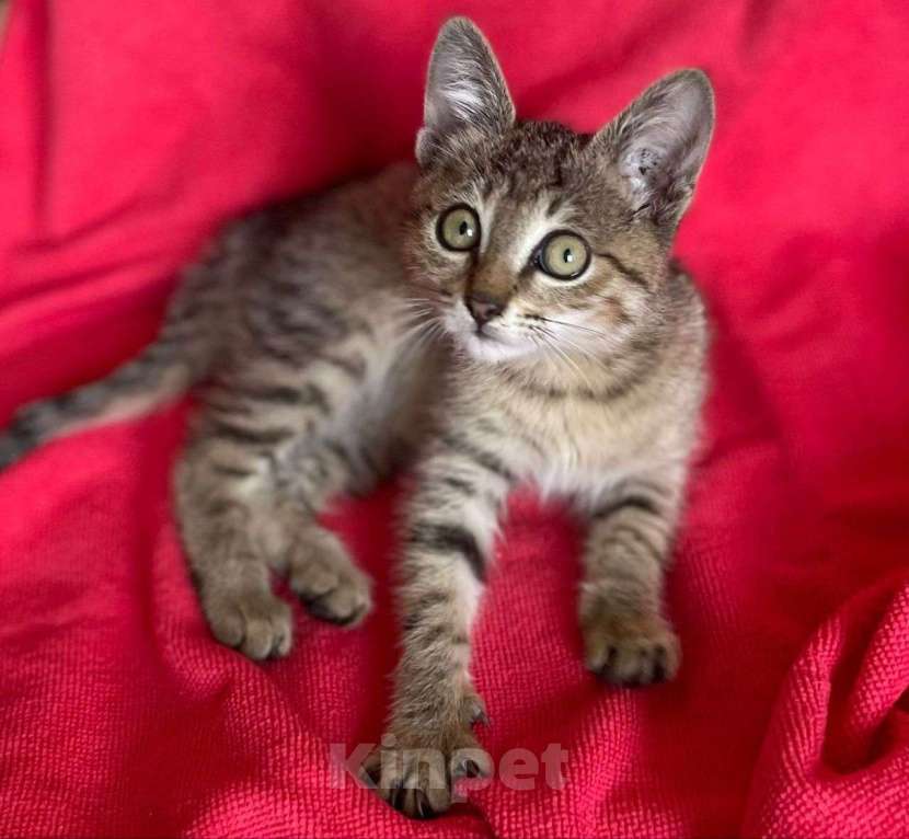 Кошки в Москве: Маленький котенок Офелия ждет свою любящую семью! Девочка, Бесплатно - фото 1